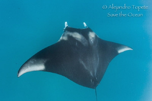 Giant Mantaray, Isla Contoy México by Alejandro Topete 
